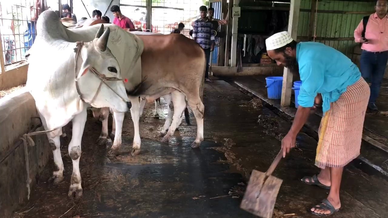 ফেনীতে গভীর রাতে অস্ত্রের মুখে ১৩ গরু লুট, আতঙ্কে খামারিরা